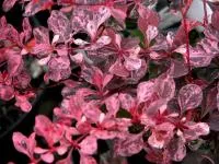 Барбарис тунберга Pink Queen С1.5-2